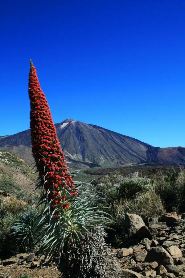 Apt El Perenquen Santa Cruz de Tenerife Luaran gambar